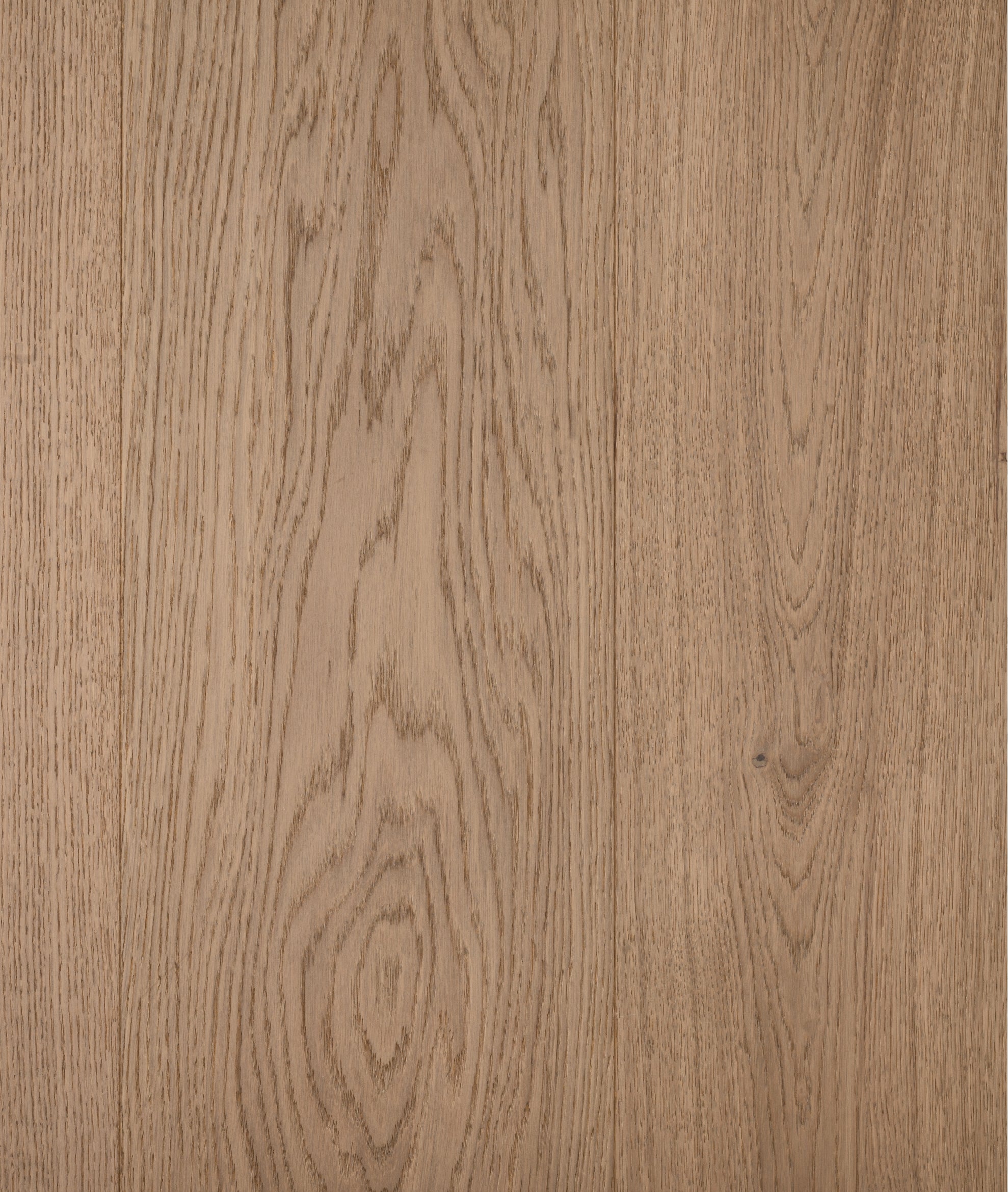Oak Corteza