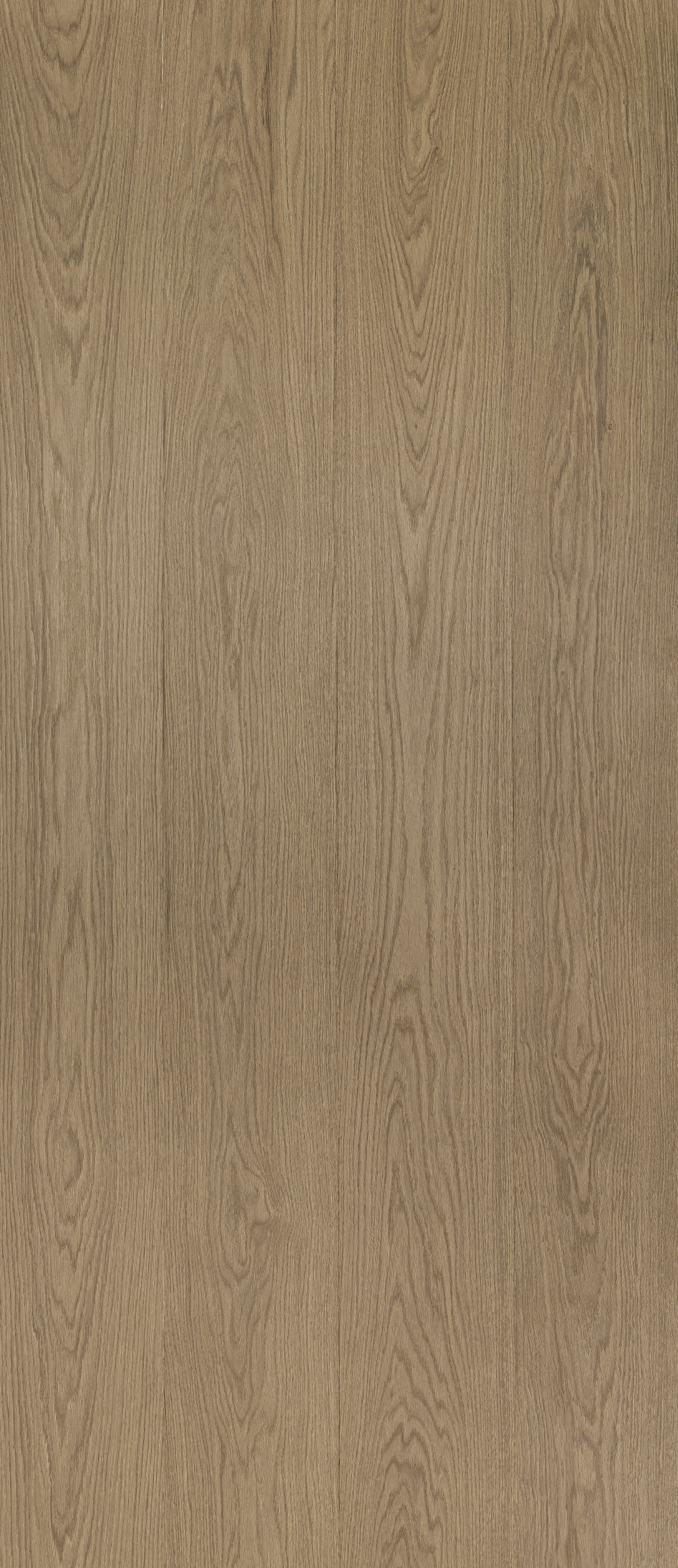 Oak Corteza